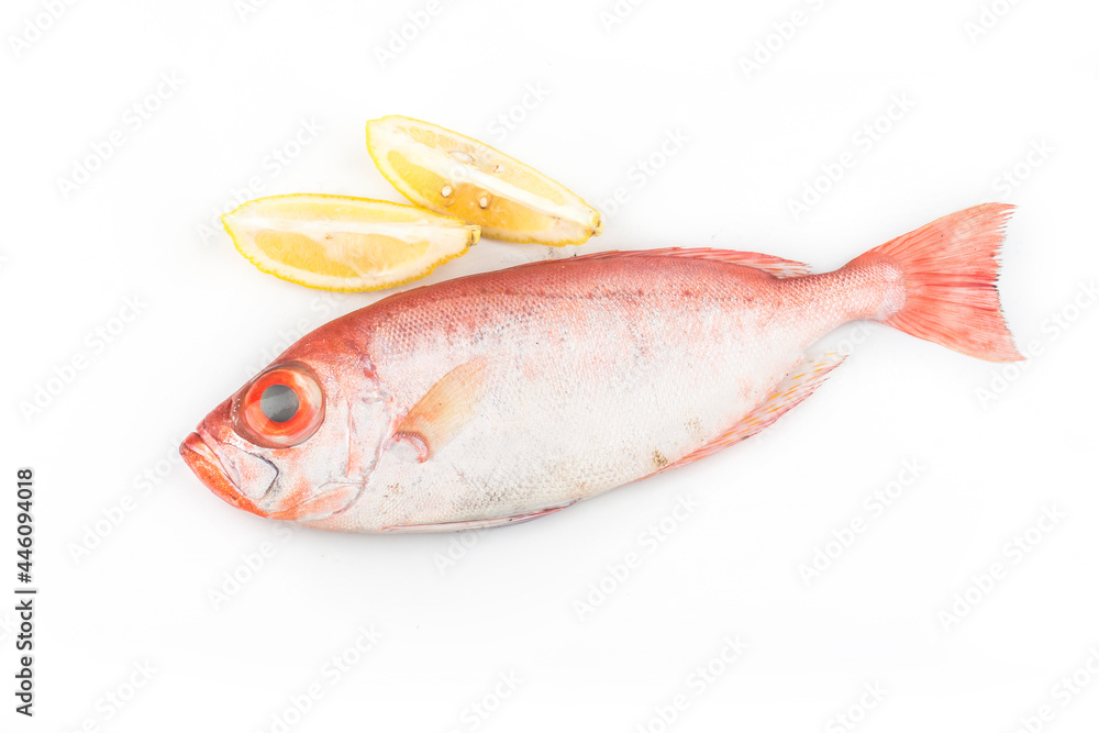 Bigeye fish isolated on white background Bigeye fish isolated on white background