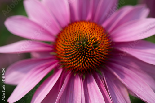 isolated close up of echinacea or coneflower in bloom