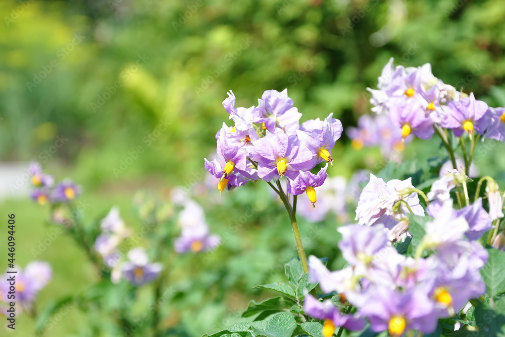 Lilac flowers of blooming potatoes.