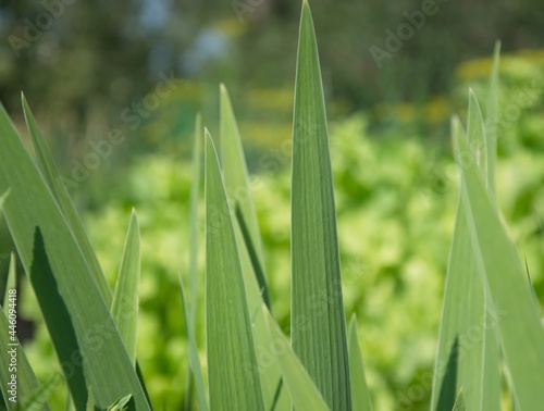 An abstraction of green grass in an open space.