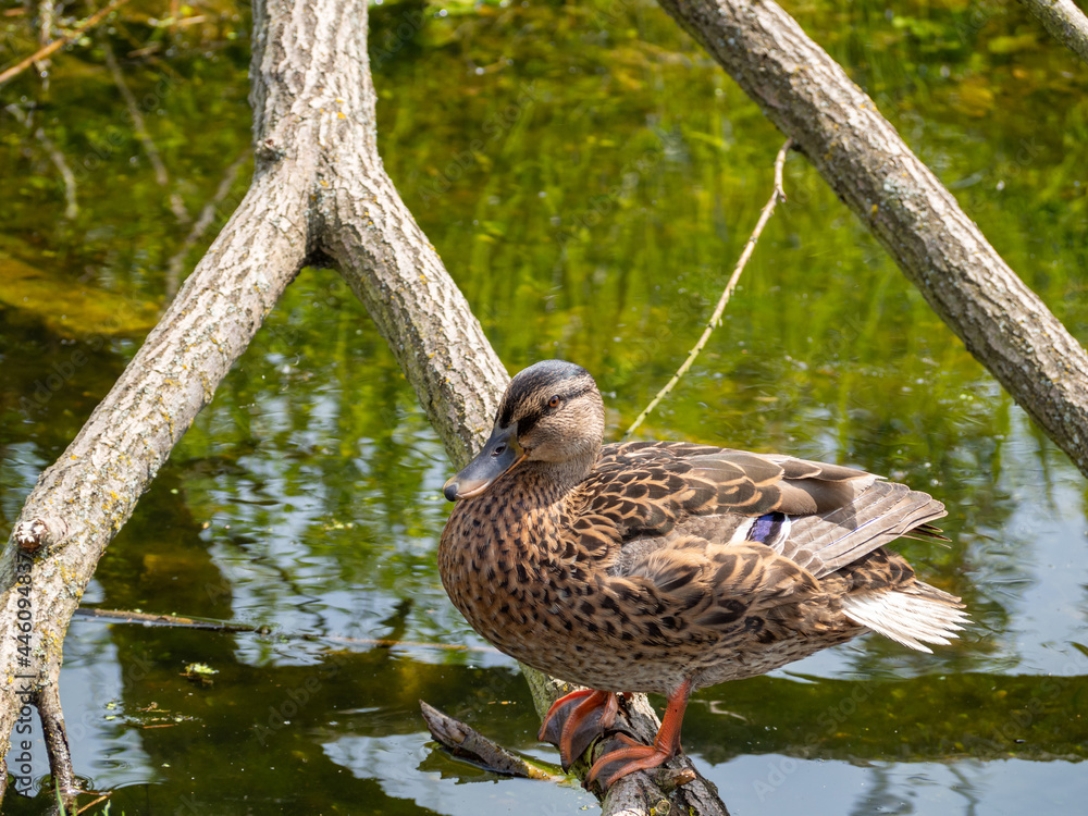 Fototapeta premium A wild duck sits on a snag in a pond. Close up.