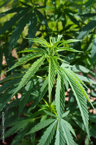 Marijuana or cannabis plant growing outdoors