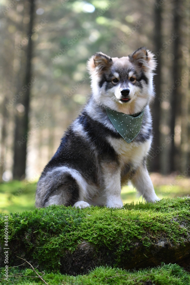 Portrait of a Finnish Lapphund wearing a bandana