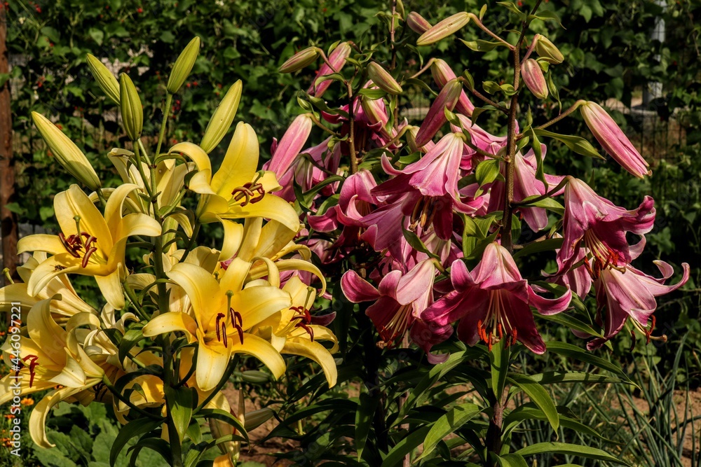 Obraz premium red and yellow tulips