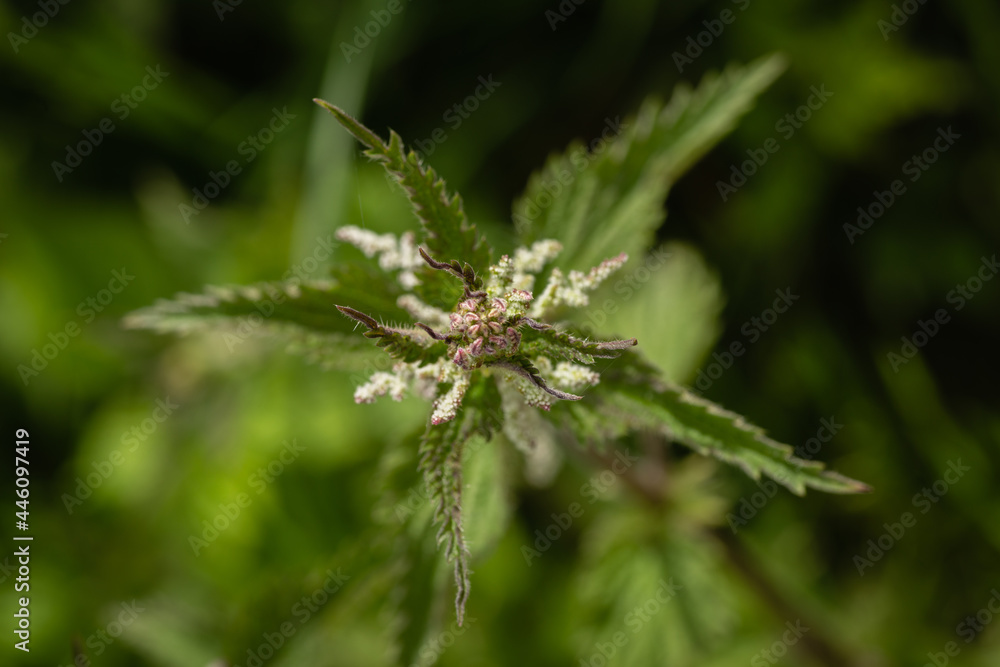 centered close-up of a stinging nettle in top view centered close-up of a stinging nettle in top view