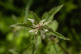 centered close-up of a stinging nettle in top view