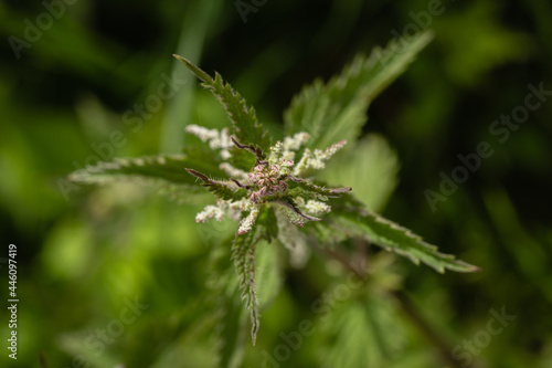 centered close-up of a stinging nettle in top view