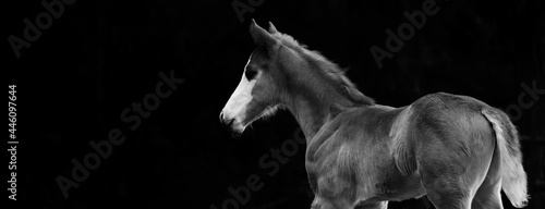 Profile view of young foal horse isolated on black background with copy space.
