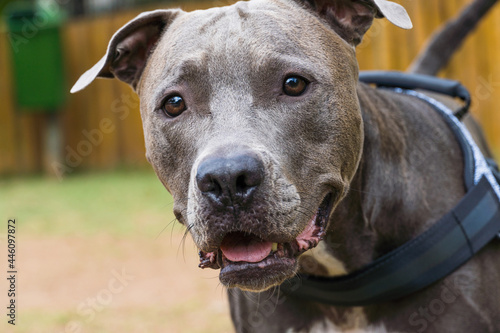 Pit bull dog playing in the park. The pitbull takes advantage of the sunny day to have fun. Dog place with green grass  and fence with wooden stakes. Selective focus.