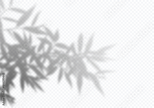 Fototapeta Naklejka Na Ścianę i Meble -  Vector Shadow of Plant Leaf. Tropical Palm Tree Owerlay