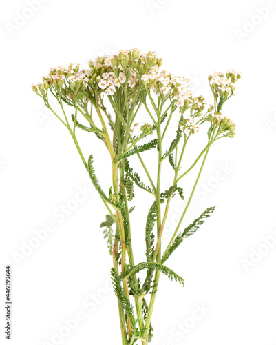Yarrow or Achillea millefolium flowers, isolated on white background. Medicinal herbal plant.