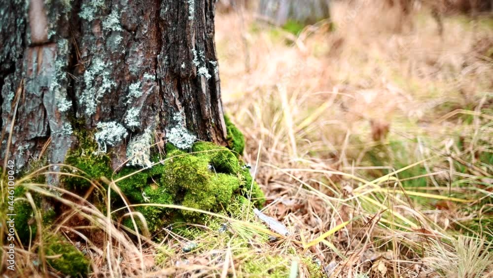 Birch trunk with bark and moss, earth in autumn fallen leaves, grass, leaves are falling. Autumn silence in the Altai mountains. Birch trunk with bark and moss, earth in autumn fallen leaves, grass, leaves are falling. Autumn silence in the Altai mountains.