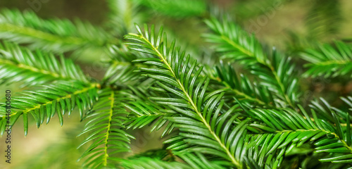Background from branches of green christmas tree