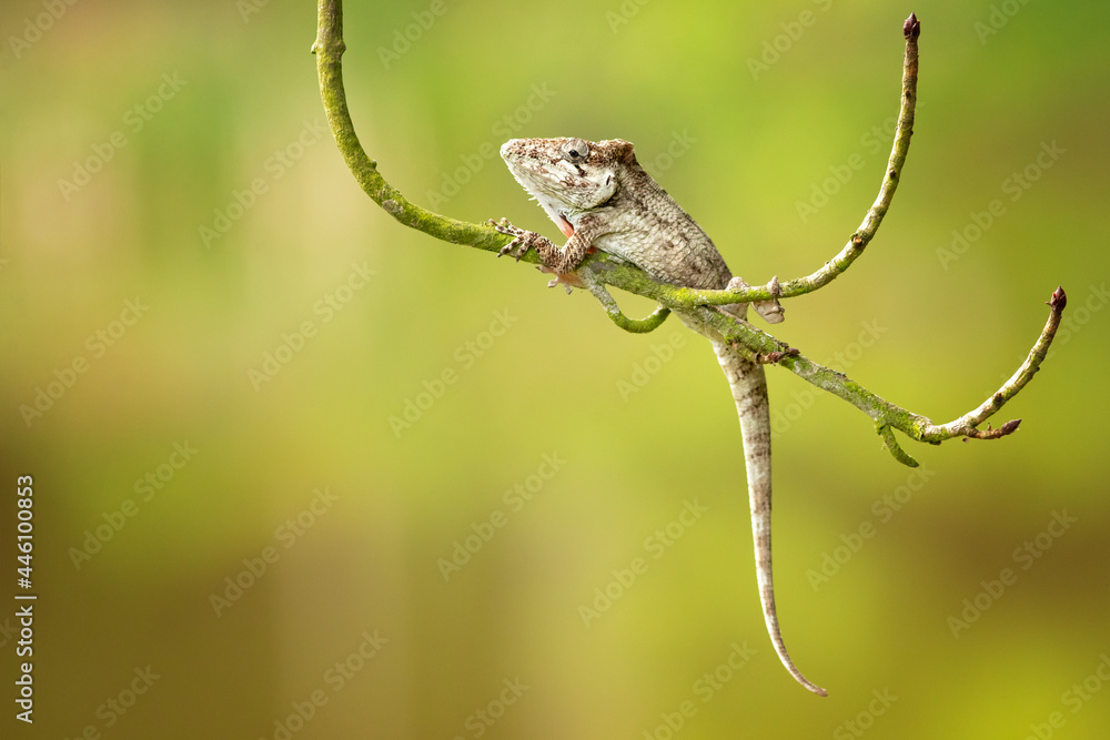 Anolis barbatus (western bearded anole) is a species of anole lizard from Western Cuba. The length of many lizards toes and limbs can often tell where specific lizards spend their time. Anolis barbatus (western bearded anole) is a species of anole lizard from Western Cuba. The length of many lizards toes and limbs can often tell where specific lizards spend their time.