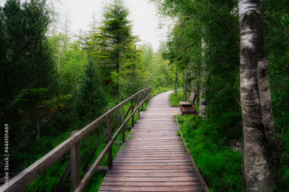 wooden bridge in the forest