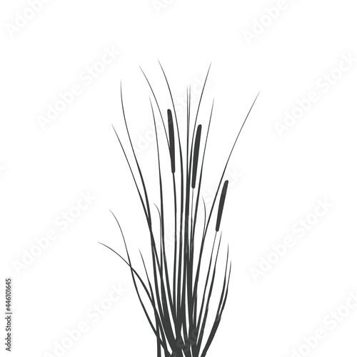 Illustration of black and white reeds.Cane silhouette on white background.