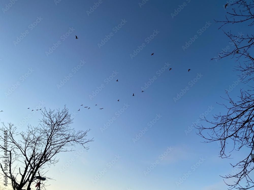 birds in the sky