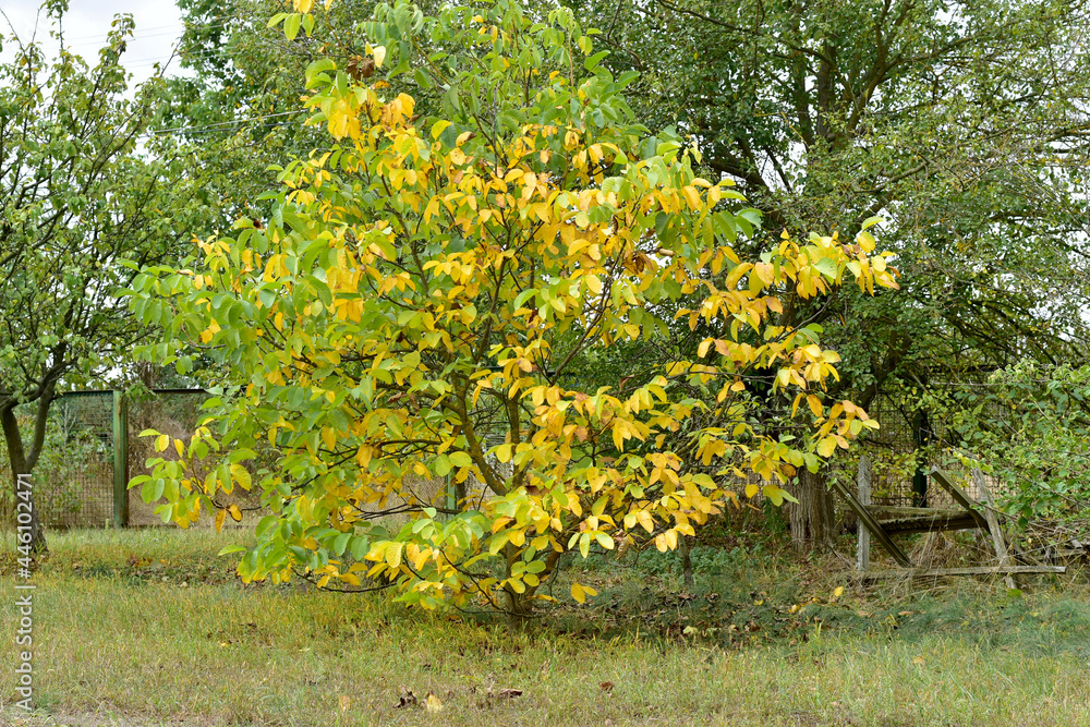 Obraz premium The picture shows a young tree called walnut with a lush yellow crown in autumn.