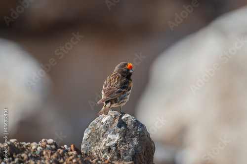 Red-fronted Serin (Serinus pusillus) in its natural habitat.