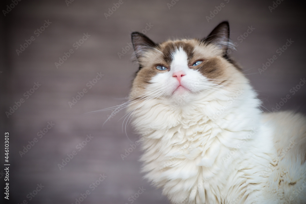 Young beautiful purebred Ragdoll cat at home