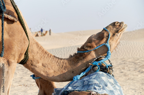 Przejażdżka na wielbłądzie w skwarze pustynnego słońca. Dromader, baktrian, camel pozuje. photo