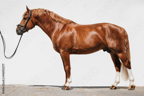 Billede på lærred Full body portrait of a franches montagnes horse also known as freiberger