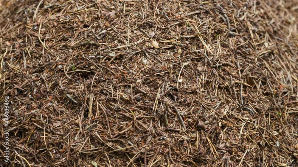 Close-up anthill in the woods. Colony of ants in the forest Close-up anthill in the woods. Colony of ants in the forest