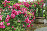 Pnące róże w ogrodzie obsypane różowo czerwonym kwiatem.