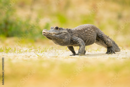 The dwarf crocodile (Osteolaemus tetraspis), also known as the African dwarf crocodile, broad-snouted crocodile (a name more often used for the Asian mugger crocodile) or bony crocodile