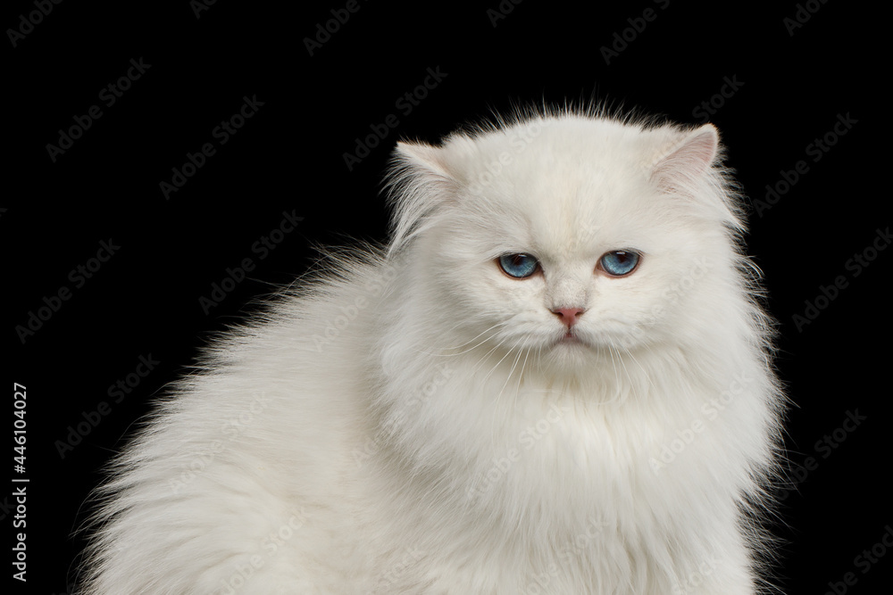 Funny Portrait of Unhappy British breed Cat, Pure White color with Blue eyes, looking in Camera on Isolated Black Background, front view Funny Portrait of Unhappy British breed Cat, Pure White color with Blue eyes, looking in Camera on Isolated Black Background, front view