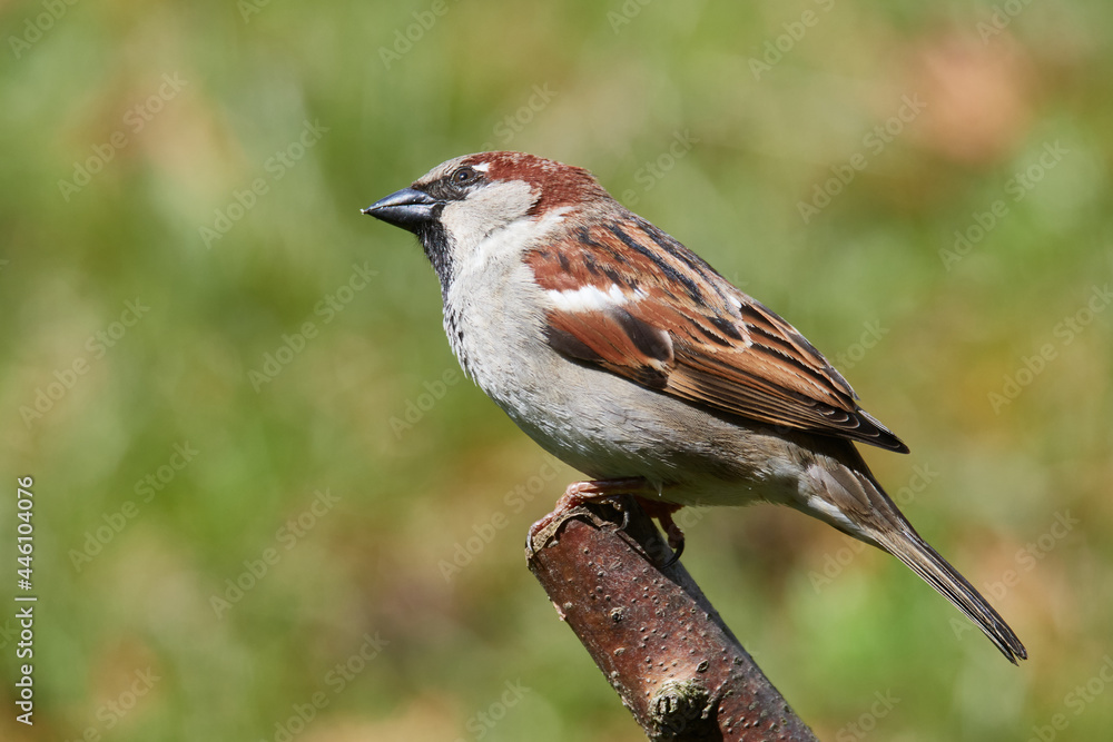Männlicher Haussperling auf einem Ast Männlicher Haussperling auf einem Ast