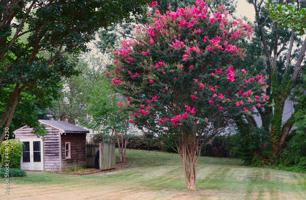 Pink Crepe Myrtle Tree in Bloom, Outbuilding Shed Pink Crepe Myrtle Tree in Bloom, Outbuilding Shed