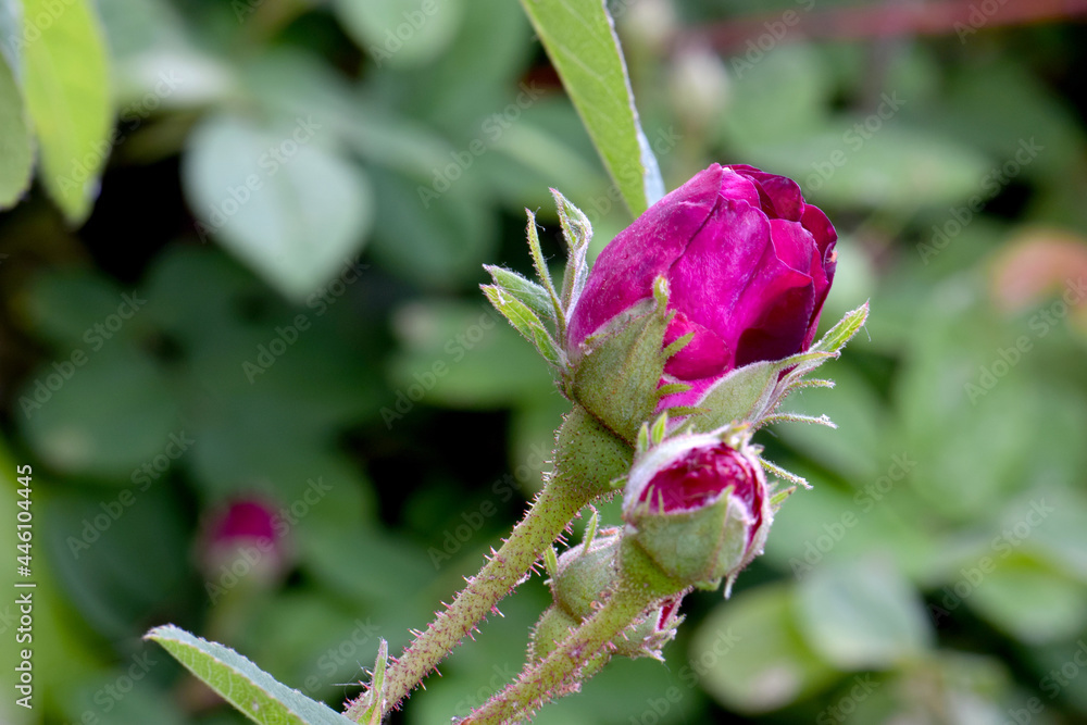 French Red Rose Bud 01 French Red Rose Bud 01