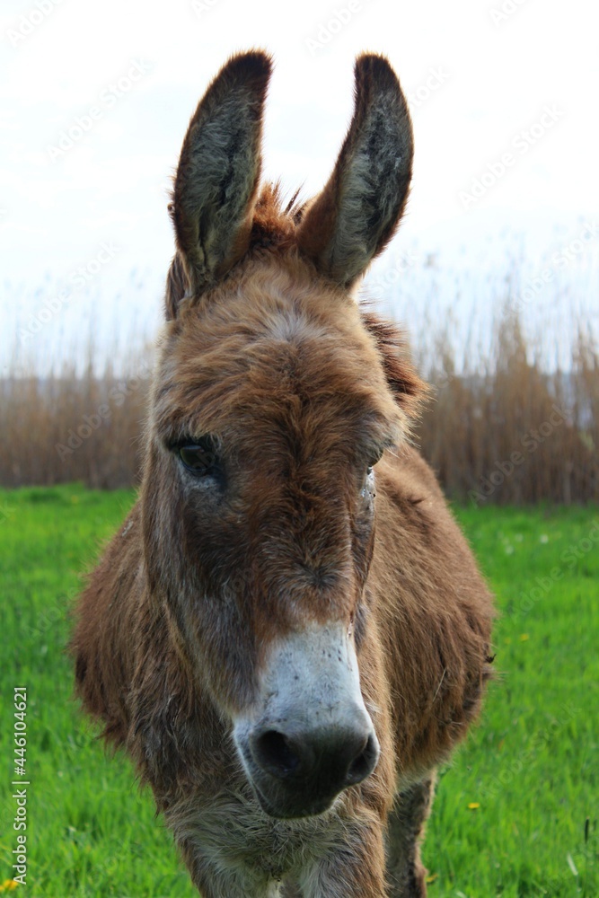 Fototapeta premium portrait of a donkey