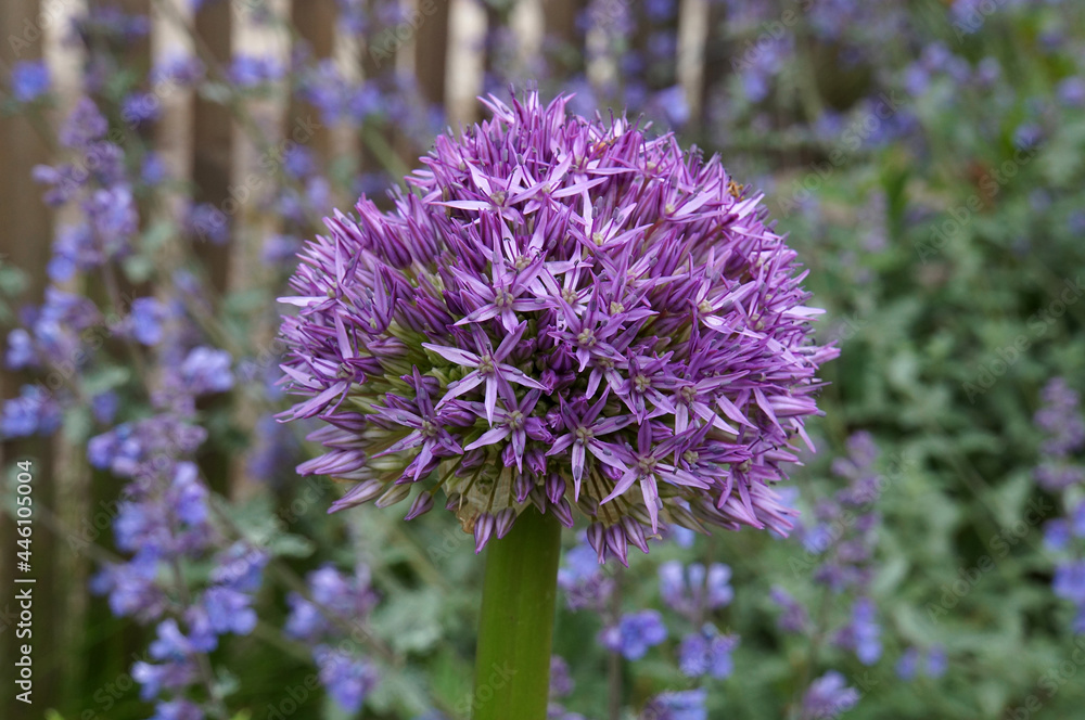 Fototapeta premium Allium Aflatunense Purple Sensation with a fence and blue flowers in the background