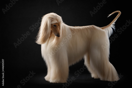 elegant dog with long hair is standing. Excellent grooming. Fawn Afghan Hound in studio  photo