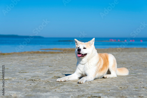 Akita inu. Dog.