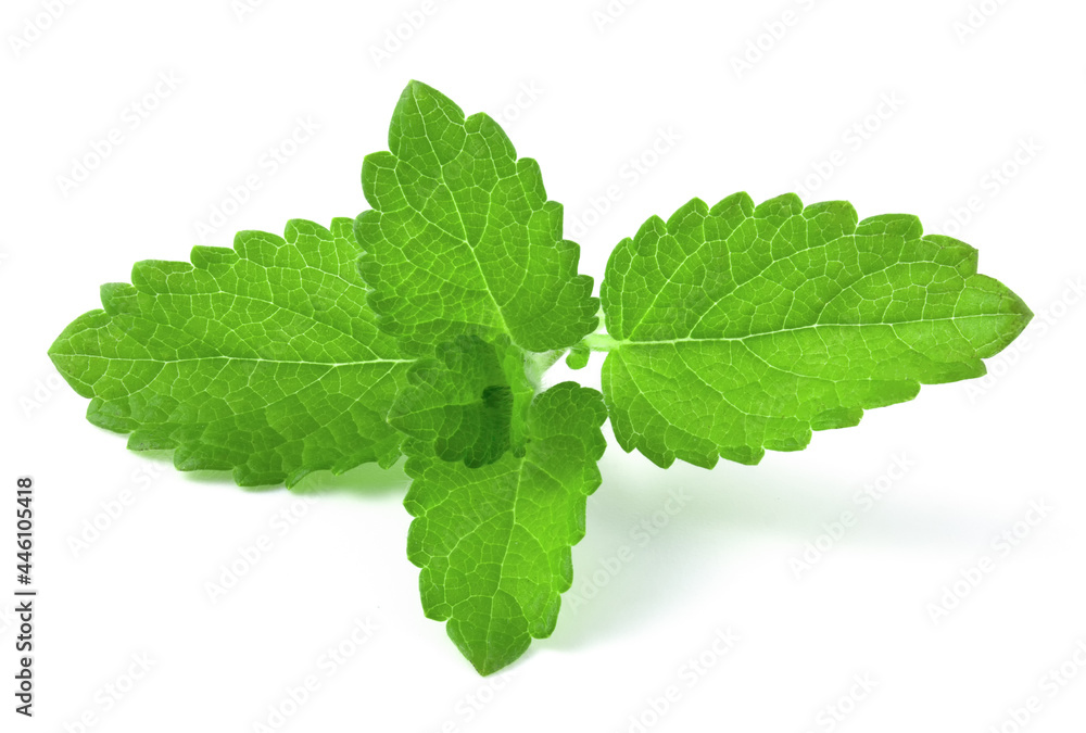 Branch with fresh mint leaves isolated on white background Branch with fresh mint leaves isolated on white background