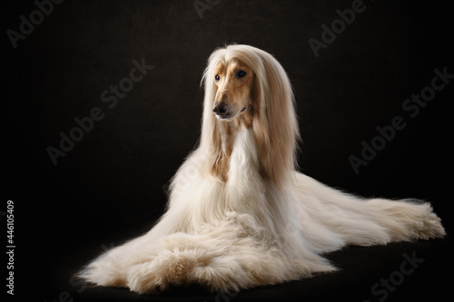 elegant dog dog lies. Excellent grooming. Fawn Afghan Hound in studio  photo