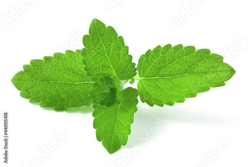 Branch with fresh mint leaves isolated on white background