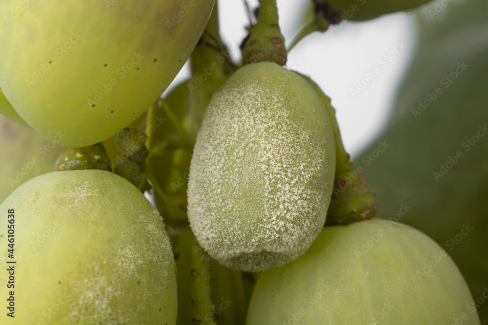 Grapes affected by fungal disease. Mildew, Oidium, Gray rot. Grapes affected by fungal disease. Mildew, Oidium, Gray rot.