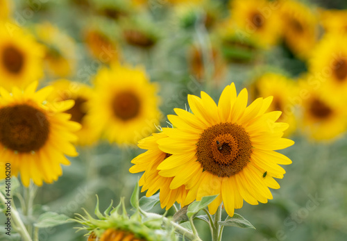 Field of sunflowers. © tripper13