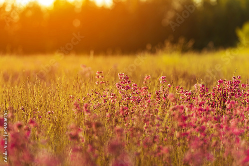 Beautiful colourful meadow flowers at summer sunrise
