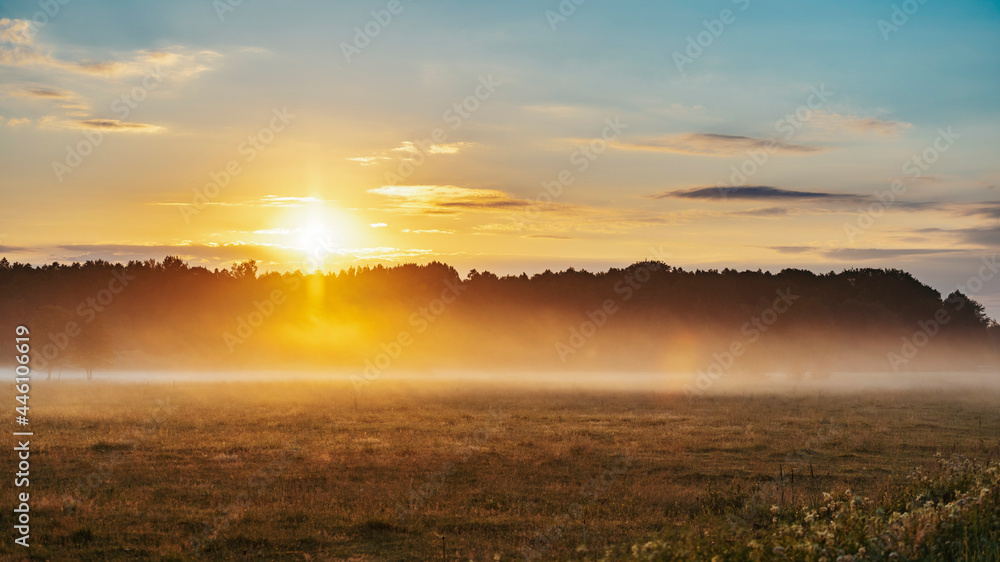 Beautiful colourful meadow at summer sunrise
