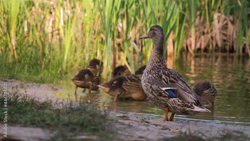 Mother Mallard Duck Looking After her Grown Ducklings while Resting on the Shore of a Lake in the Morning. Birds in Wild Nature Concept Mother Mallard Duck Looking After her Grown Ducklings while Resting on the Shore of a Lake in the Morning. Birds in Wild Nature Concept