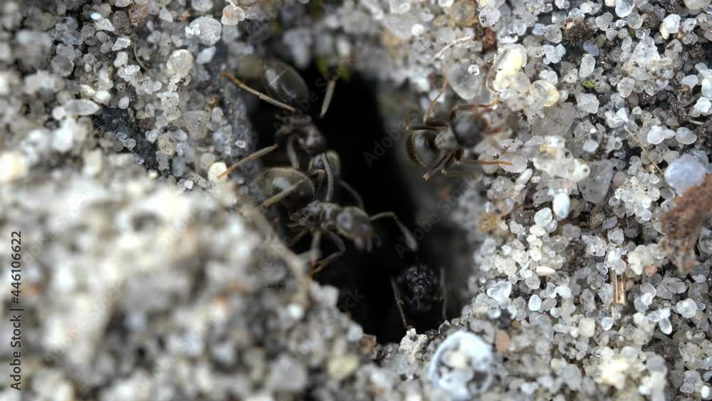 Stockvideon Ultramacro of tiny access of ant burrow between joints of patio stones, control of