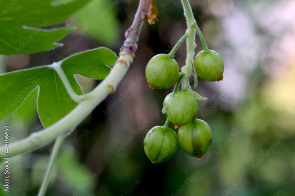 Fototapeta premium Green Berry Golden Currant 01