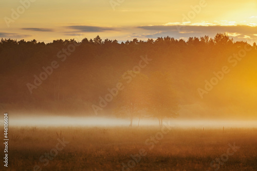 Beautiful colourful meadow at summer sunrise © valdisskudre