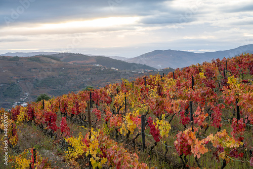 Oldest wine region in world Douro valley in Portugal, colorful very old grape vines growing on terraced vineyards, production of red, white and port wine.