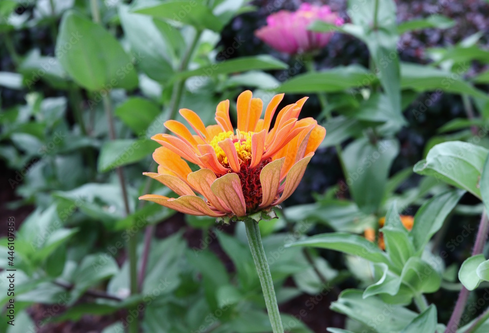Orange Zinnia Flower Blooming in Summer Garden Orange Zinnia Flower Blooming in Summer Garden